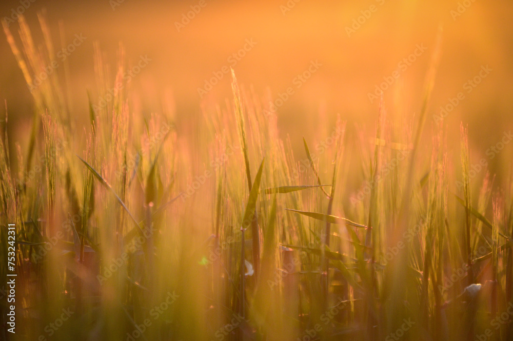 Ears of barley at sunset.