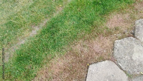 disease cause amount of damage to green lawns, lawn in bad condition. Lawn problem