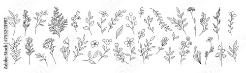 Set of tiny wild flowers and plants line art vector botanical illustrations. Trendy greenery hand drawn black ink sketches collection. Modern design for logo  tattoo  wall art  branding and packaging.