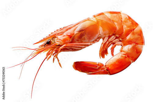A shrimp is shown in a white background