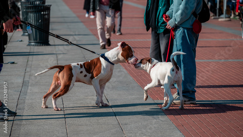 Fotografie Dogs on a leash sniffing each other on the promenade of the dock in Milan