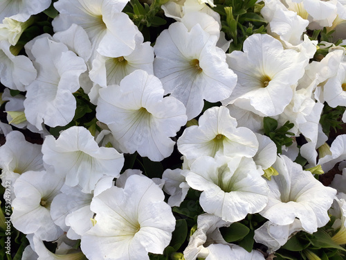 white flowers focued photo photo