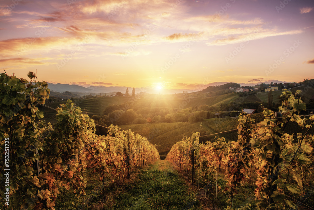 Vineyards row in Slovenia