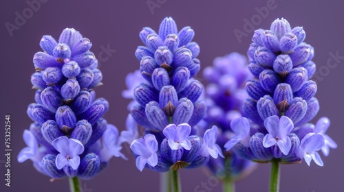 a group of purple flowers sitting next to each other on top of a purple surface with a purple back ground.
