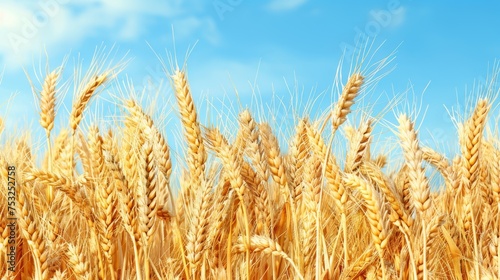  a close up of a wheat field with a blue sky in the background and a few clouds in the sky.