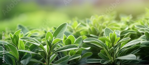 Vibrant Green Tea Plant Leaves Close-Up - Nature s Beauty at its Peak
