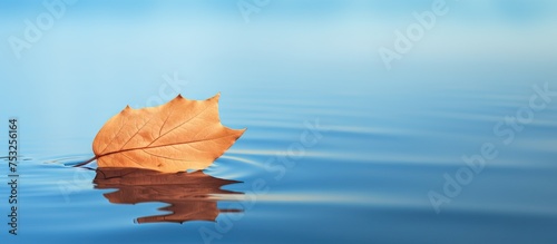 Serenity of a Lonely Leaf D...