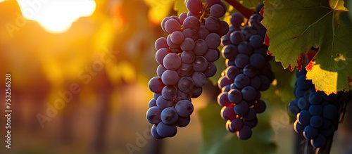 Juicy Cluster of Grapes Hanging from Lush Green Vine in Sunlight
