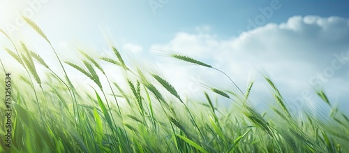 Tranquil Green Grass Field ...
