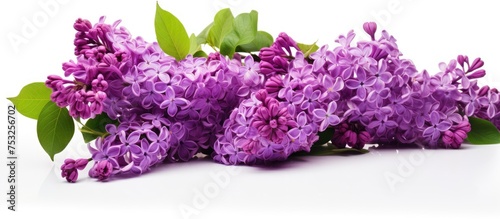 Elegant Lilac Flowers Blooming on a Pure White Background for Spring Design Projects