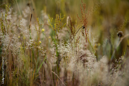 grass in the wind