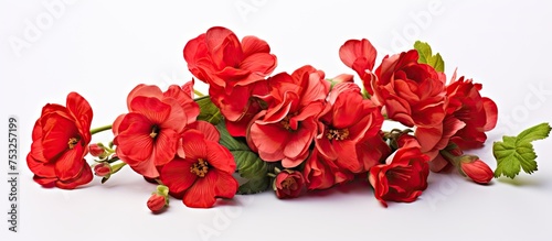 Vibrant Red Flowers Bloomin...
