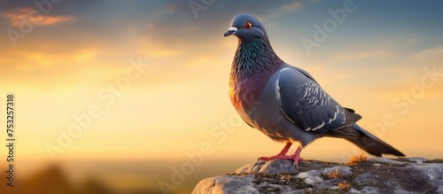 Majestic Bird Silhouetted o...