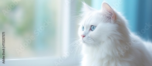 Serene White Cat with Mesmerizing Blue Eyes Gazing Out the Sunlit Window