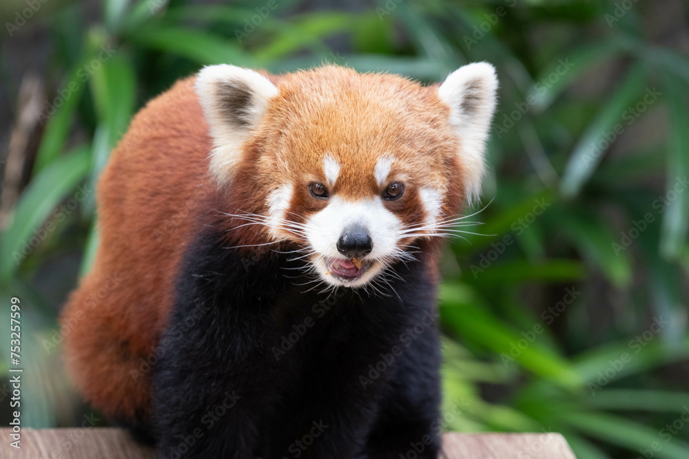 Fototapeta premium Close up Cute Fluffy Red Panda, Lesser Panda
