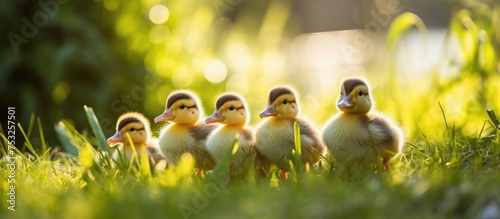 Tranquil Trio of Ducks Rest...