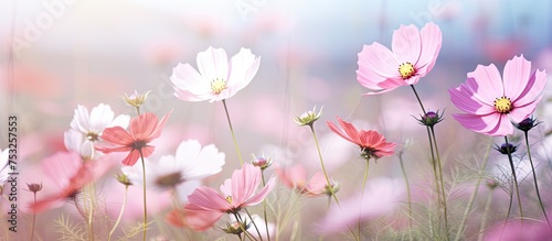 Serene Beauty of Wild Pink ...