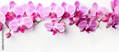 Elegant Pink Orchid Flowers Blooming on a Clean White Background