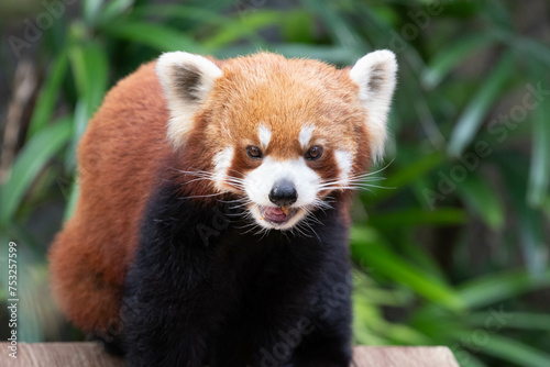 Close up Cute Fluffy Red Panda, Lesser Panda