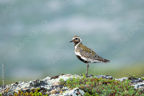 Adult European golden plover, Pluvialis apricaria, standing on stone in Finnish wilderness at UKK National Park, Finland, Northern Europe