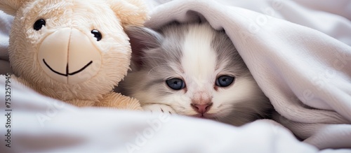 Curious Kitten Finds Comfor...