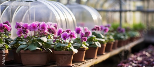 Vibrant Floral Diversity in...