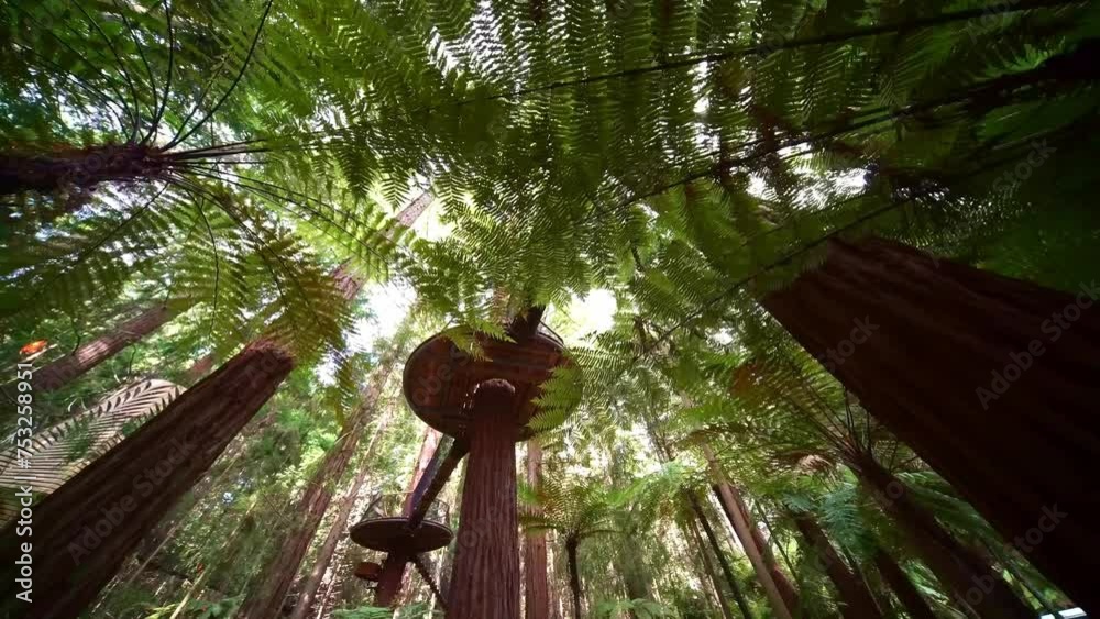 Giant Redwoods sequoia trees in Whakarewarewa Forest near Rotorua, New Zealand. hiking destination in North Island. 