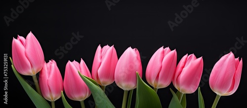 Vibrant Pink Tulips Bloomin...