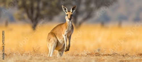 Majestic Kangaroo Roaming S...