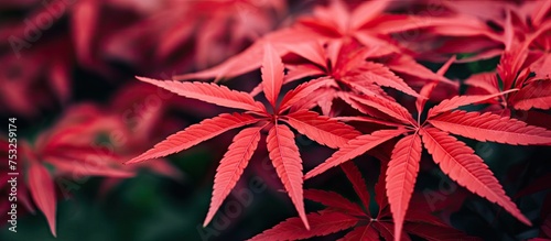 Vibrant Red Leaves Backgrou...