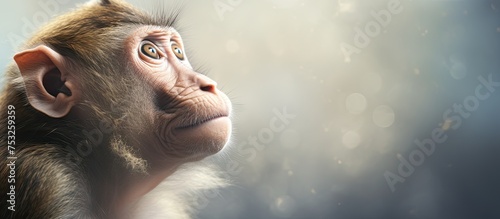 Curious Monkey Gazing Upwar...