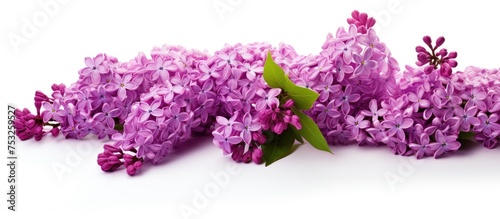 Gorgeous Lilac Blooms on Clean White Background - Tranquil Floral Composition