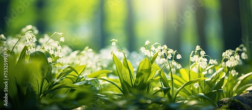Lush Green Foliage Backgrou...