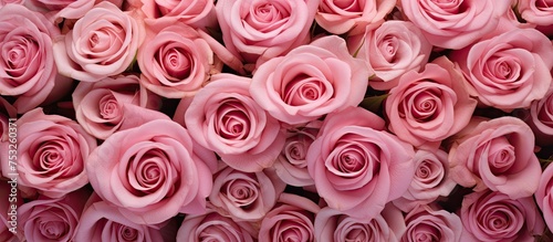 Elegant Bouquet of Exquisite Cerise Roses - Floral Blossoms in Romantic Pastel Pink Hue