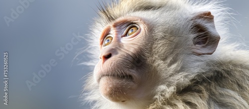 Adorable Primate Posing in ...