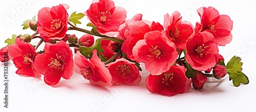 Vibrant Red Flowers Bloom B...