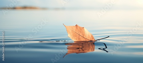 Tranquil Leaf Drifting on C...