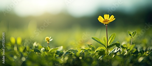Vibrant Yellow Flower Bloom...