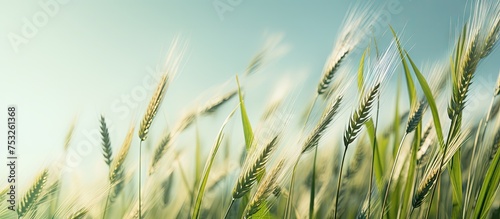 Golden Wheat Fields Under B...