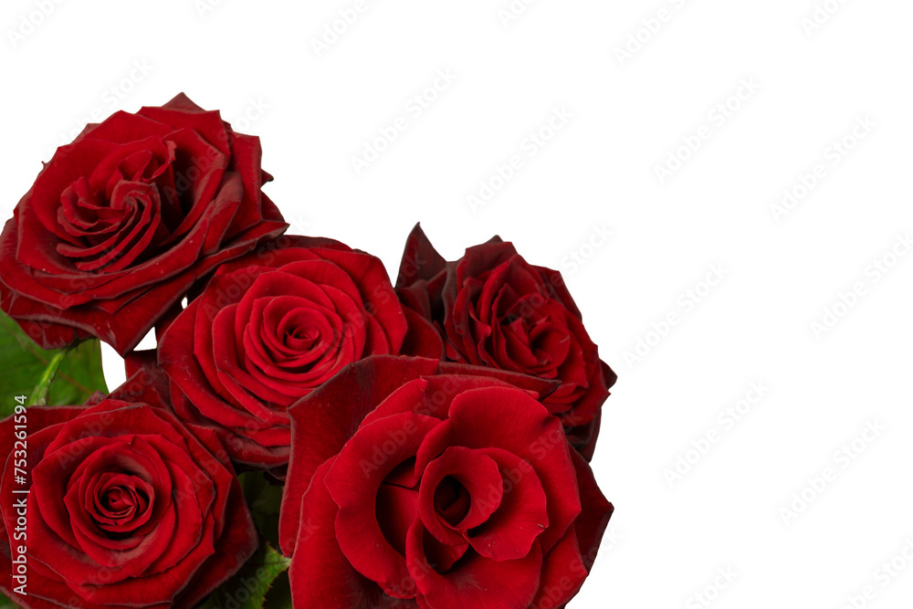 A bouquet of beautiful red roses isolated on a white background. A bouquet of beautiful red roses isolated on a white background.