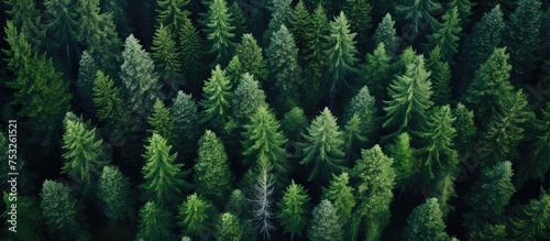 Serene Woodland Landscape w...