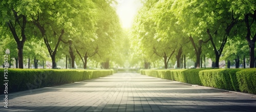 Serene Pathway Lined with F...
