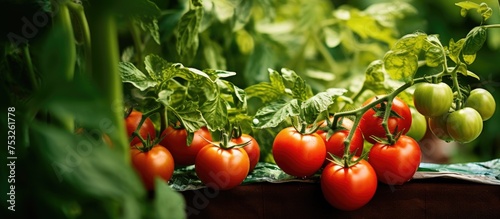 Vibrant Tomatoes and Lush G...