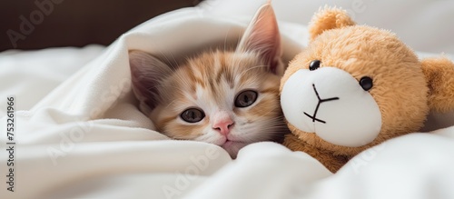 Adorable Kitten Peeking from behind Cuddly Teddy Bear in a Cozy Hide-and-Seek Moment © vxnaghiyev