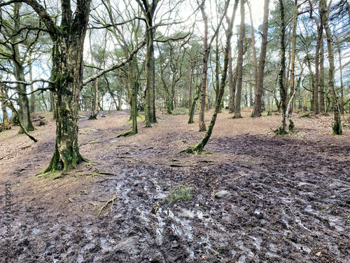 A view of the Cheshire Countryside at Peckforton Hills photo