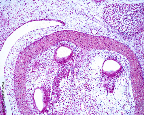 Developing cochlea photo