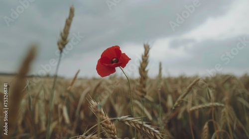 a red poppy sits in the middle of a field of wheat on a cloudy day with a gray sky in the background.