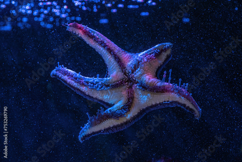 Cushion Star (Pentaceraster sp.) - Starfish