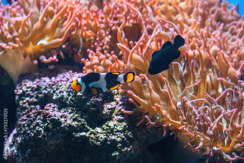 Picasso and Midnight Black Clownfish (Amphiprion percula) - Aquarium fish