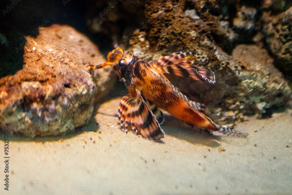 Ocellated Lionfish (Dendrochirus biocellatus) - Marine fish